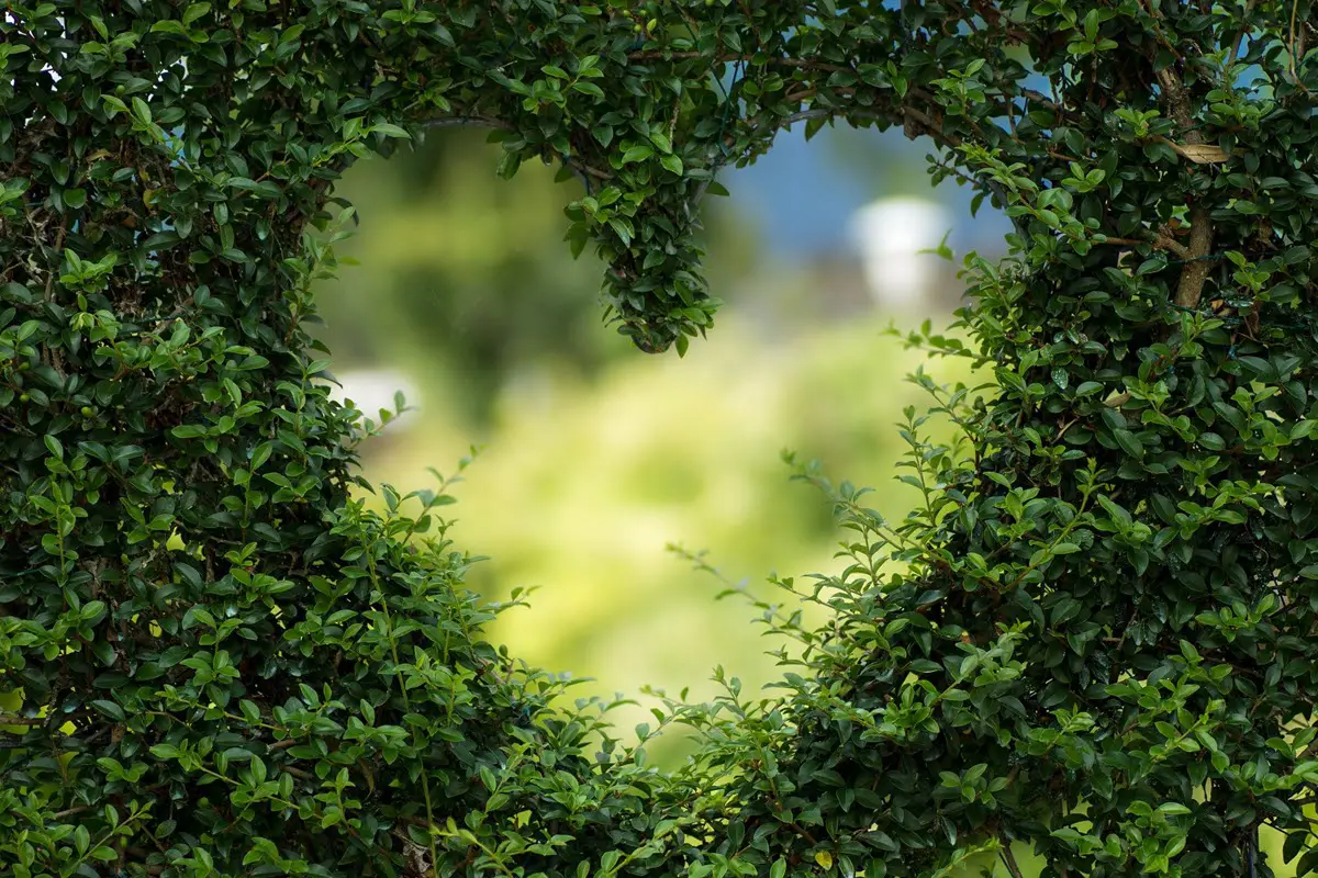 Heart shape in hedge