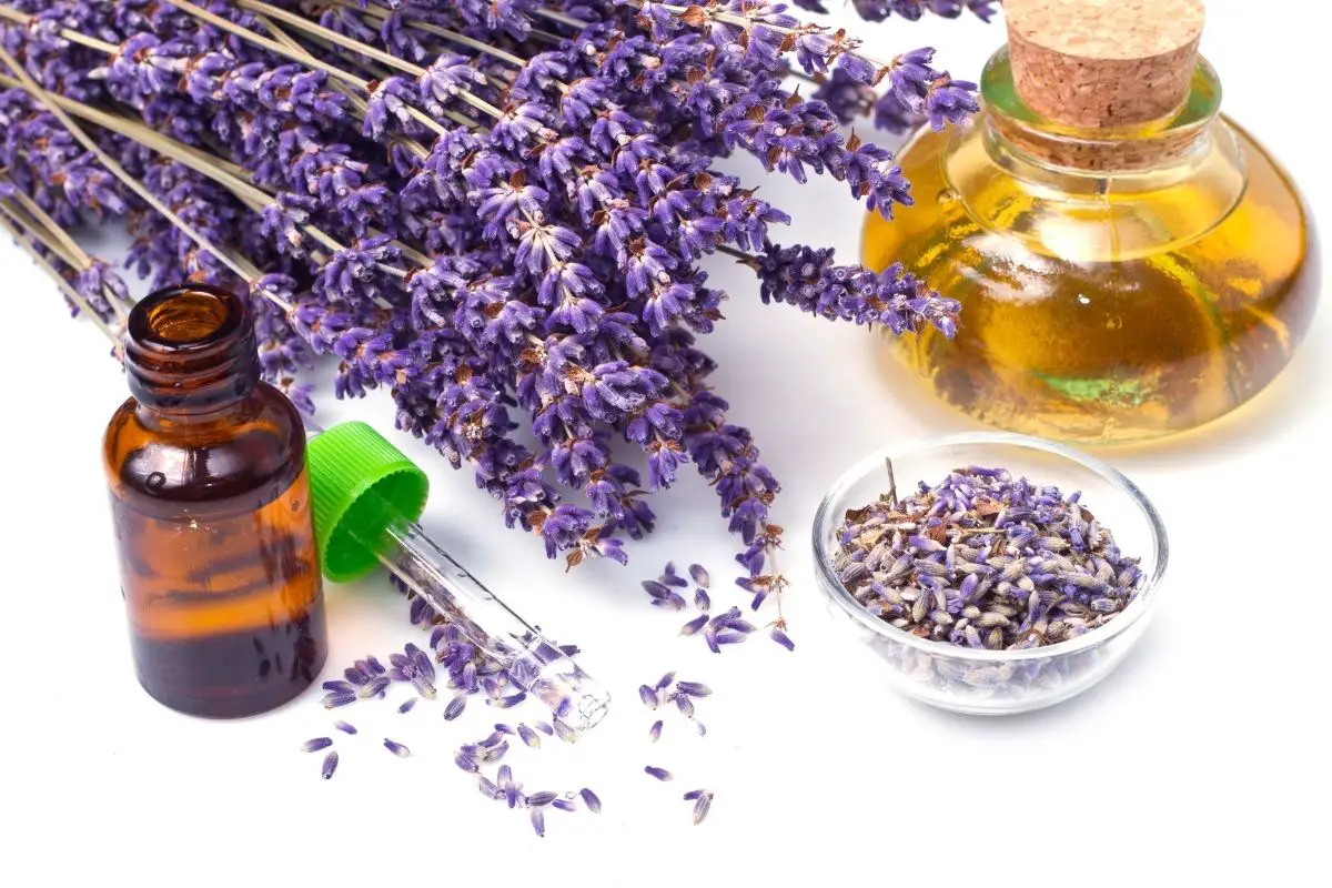 Tea Tree Oil Deodorant With Lavender: A Healthy DIY Option