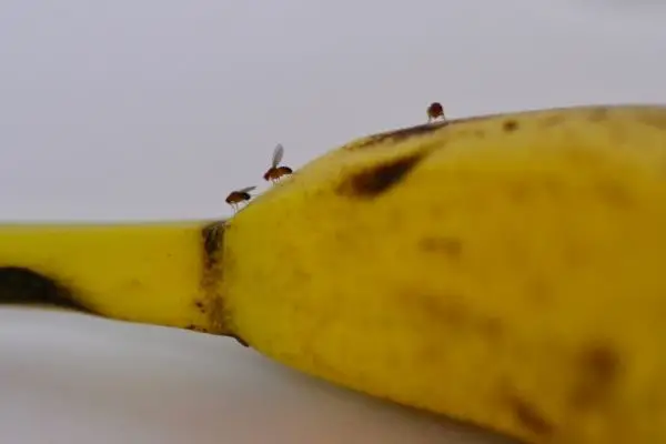 Fruit flies on unpeeled banana