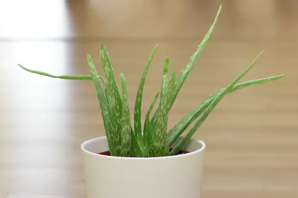 Aloe Vera Indoor Plant for Beginners