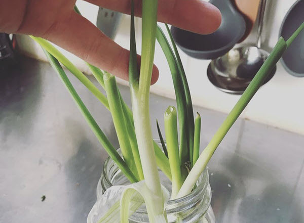 Green onions are easy to grow indoors