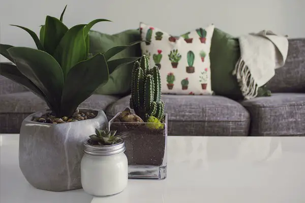 popular indoor plants for beginners