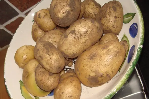 Potatoes are easy to grow
