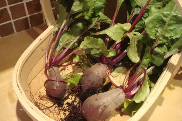 beetroot can grow in 35 days