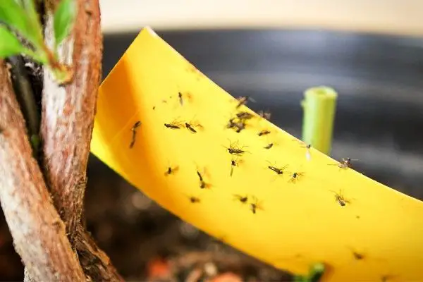 Fungus Gnats on yellow sticky tape