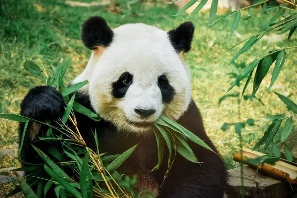 Wild panda eating bamboo