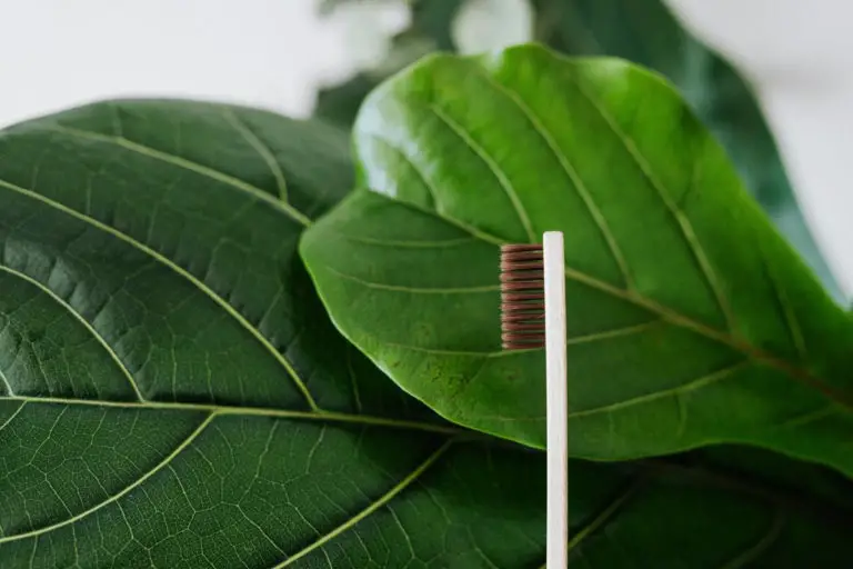 Best Bamboo Toothbrush for Zero-Waste Brushing | Top 7 to Try in 2022