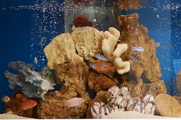 fishes inside an aquarium