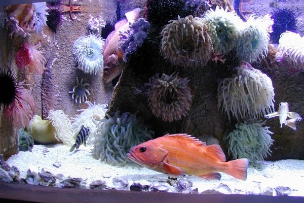 unique aquarium