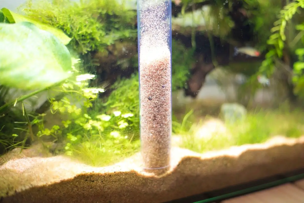 How to Clean Aquarium Sand Like a Pro