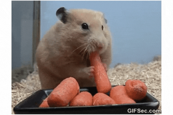 funny guinea pig giphy