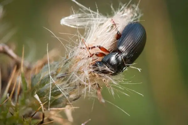 mealworm beetle