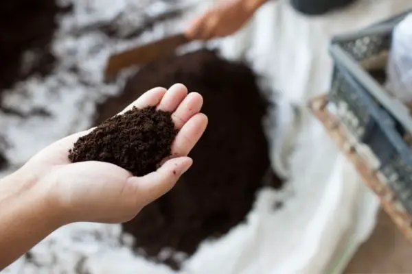 peat moss soil