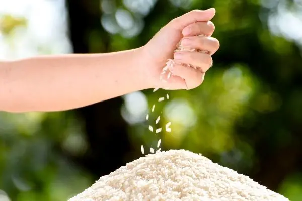 person holding a handful of rice grains outdoors