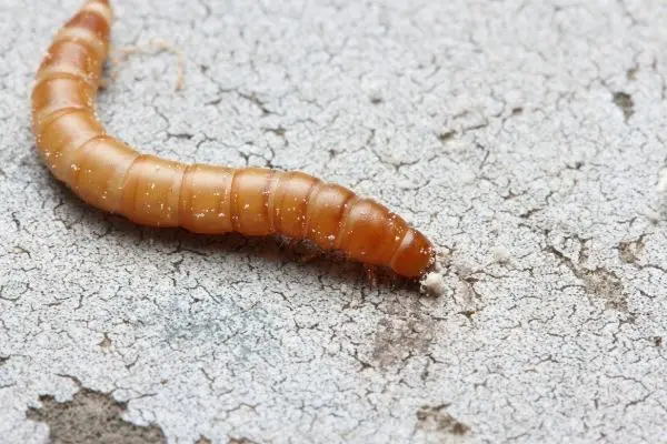 what a mealworm looks like