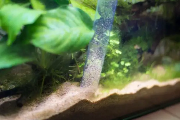 filtering sand in fish tank