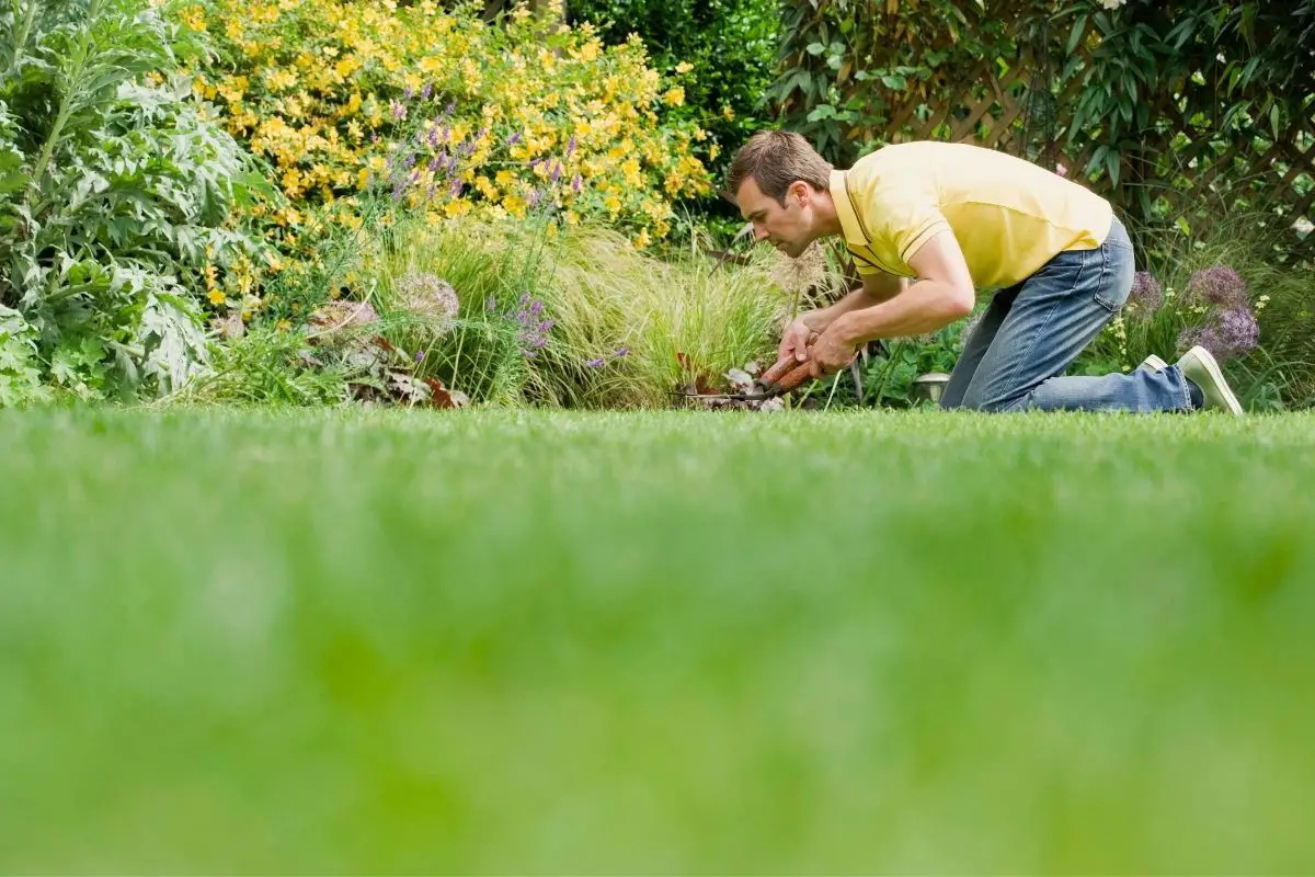 Top 5 Compost Spreaders for Lawns – Share The Compost Love!