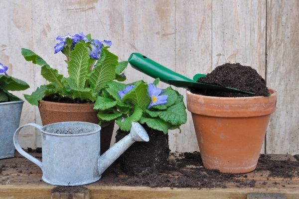 compost on potted plants