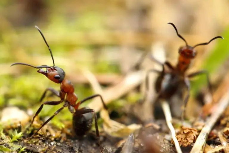 Do Ants Ruin Compost? [And What To Do If You Find Them]