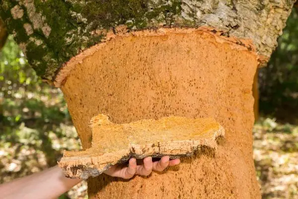 cork tree bark