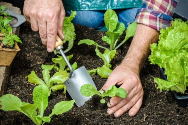man planting seedlings on a vegetable garden