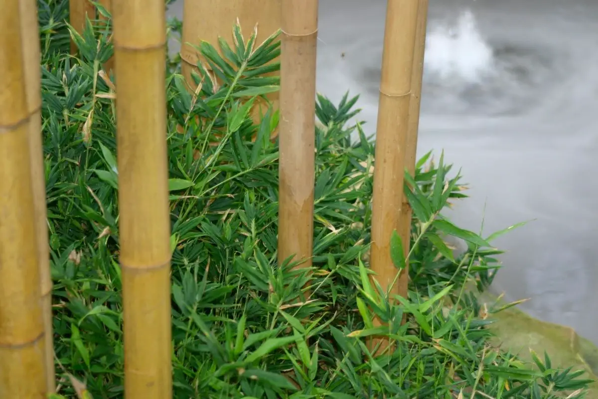 Is Bamboo Eco-Friendly (More Sustainable Than Wood?)