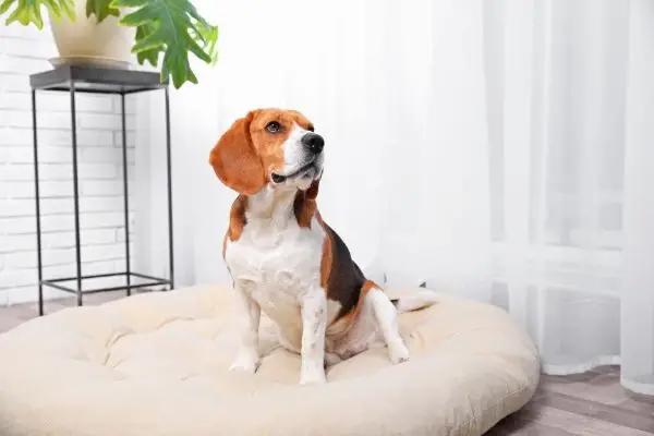 cute dog sitting on DIY pet bed