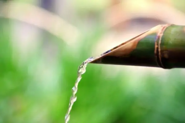 a cut stem of bamboo