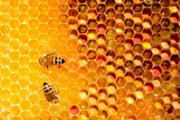Bees On Honeybomb
