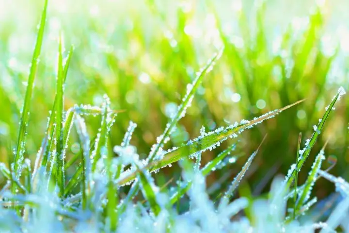 Grass Covered In Frost