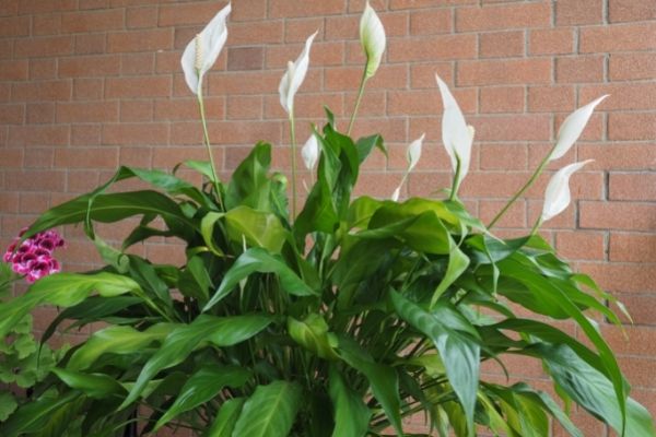 Indoor Plant Peace Lily Helps To Improve Air Pollution