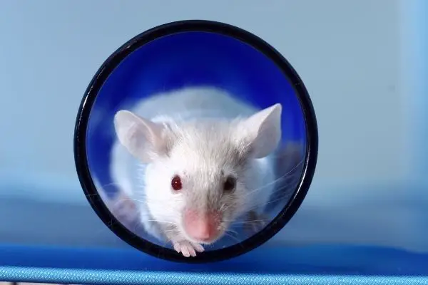 Mouse Coming Out Of Tube