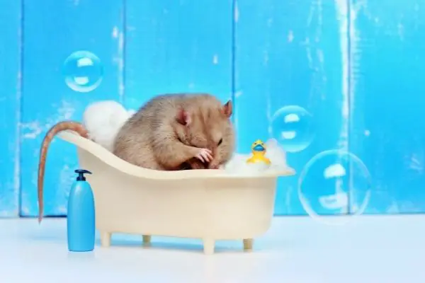 Mouse Taking A Bath
