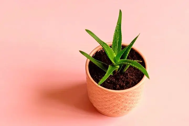Aloe Vera In Pot