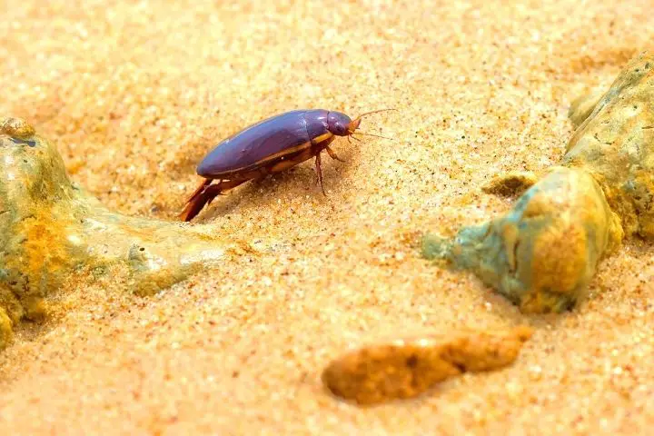 Bug In Sand