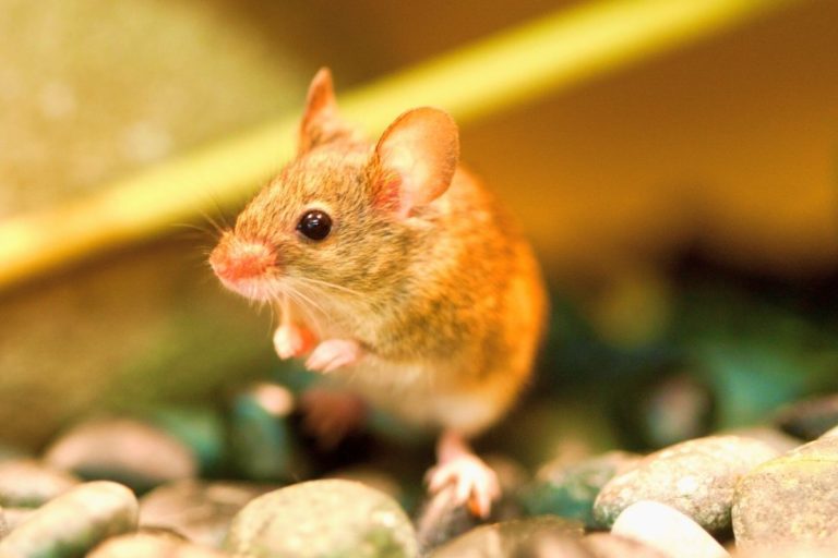 Can You Flush A Mouse Down The Toilet