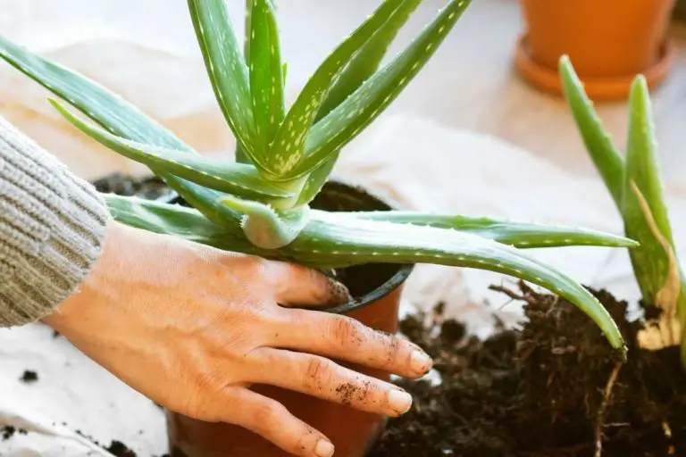 Can You Grow Aloe Vera Indoors? | You can + You Should!