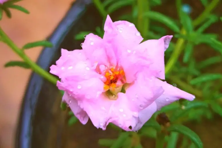 Can You Grow Moss Rose Indoors | Yes, but only up to a point