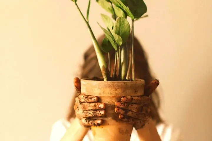 Girl Holds In Her Hands Potted Plant