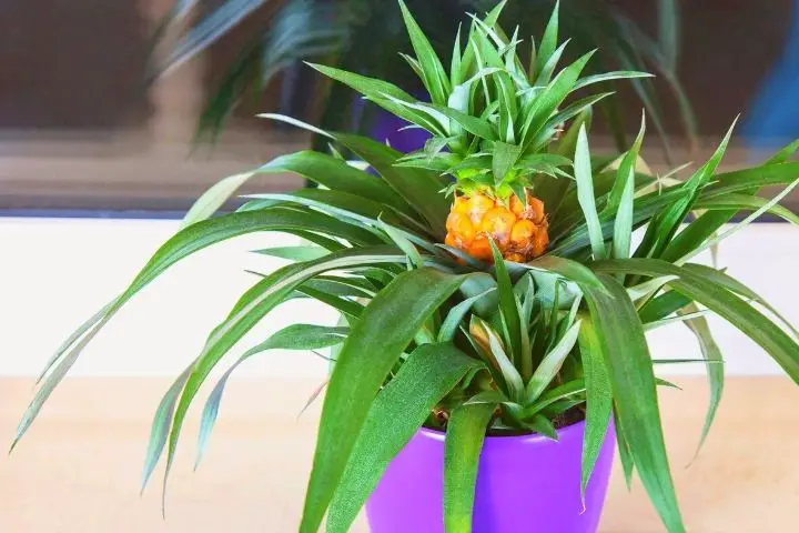 Pineapple In Pot At Home