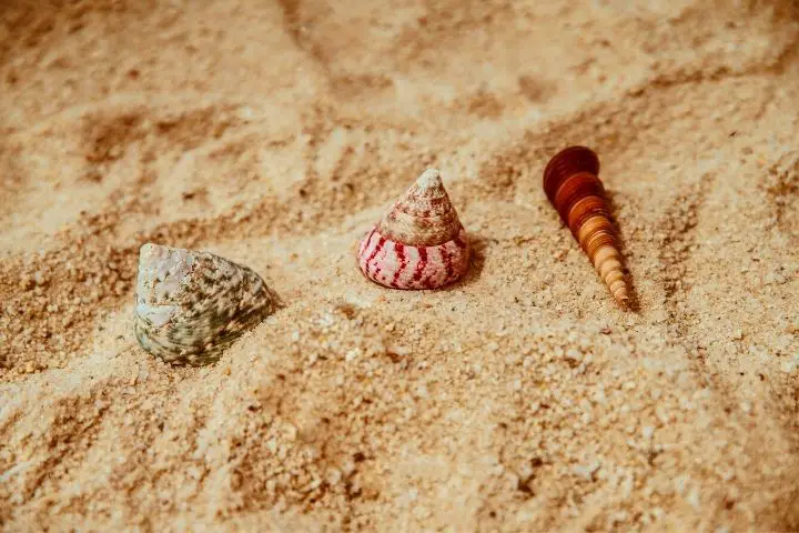 Sand With Shells On It 1