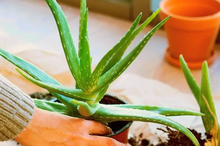 Woman Is Planting Aloe Vera In Pot