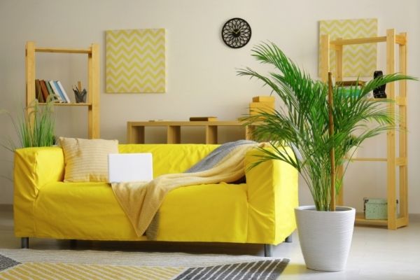 Bright living room with Areca Palm plant decoration