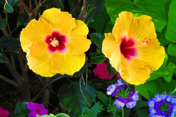 Hibiscus plant with colorful flowers