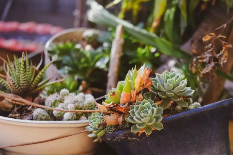 Neem Oil on Succulents | + how to use it