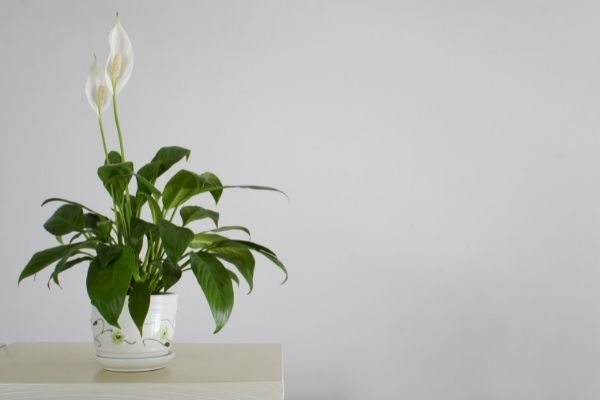 Peace Lily with blooming flowers