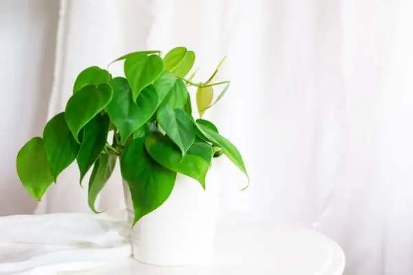 healthy Philodendron
