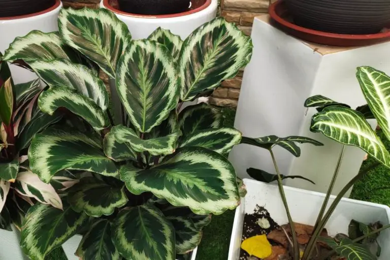 Plants That Go Dormant in Winter | + How to Take Care of Them
