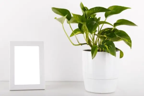 Pothos plant in white vase