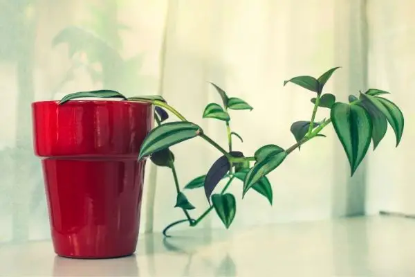 Wandering Jew indoor plant on red vase
